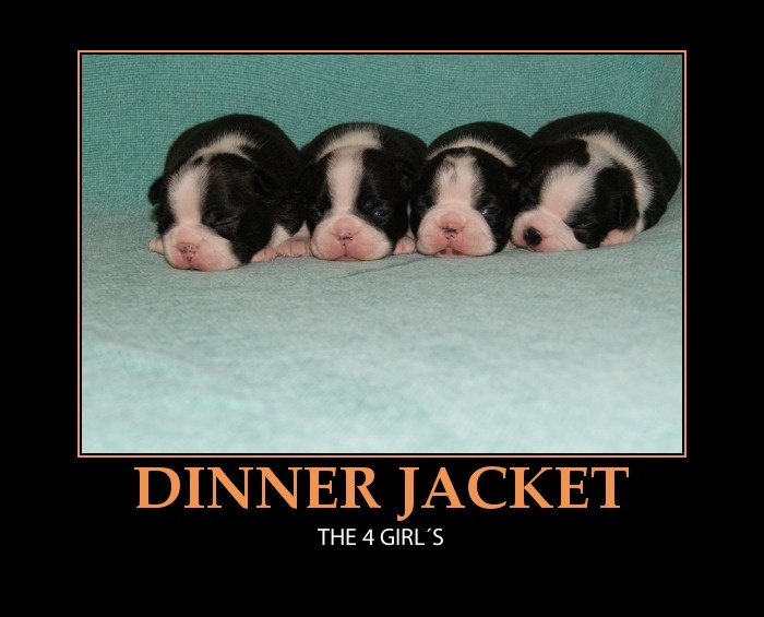 Dinner Jacket - Boston Terrier - Portée née le 18/01/2011