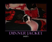DINNER JACKET ARIEL BY DEAL OR NO DEAL