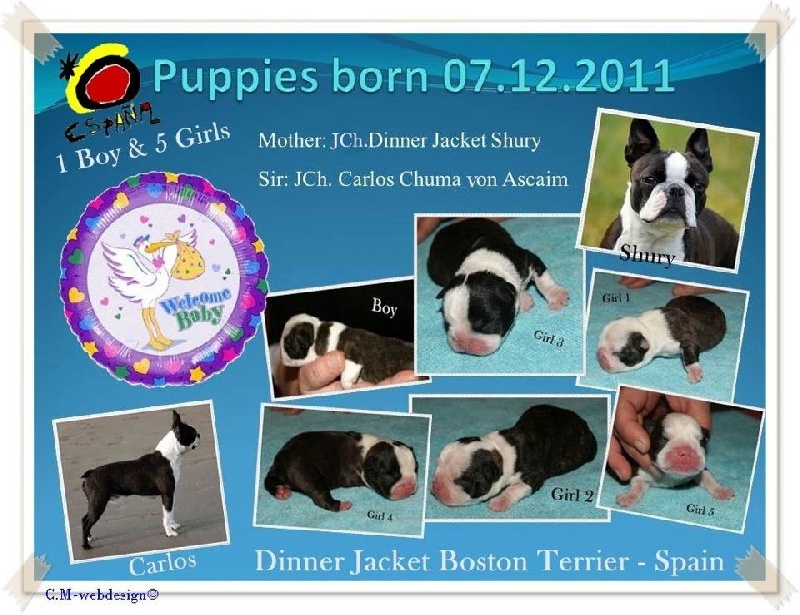 Dinner Jacket - Boston Terrier - Portée née le 07/12/2011
