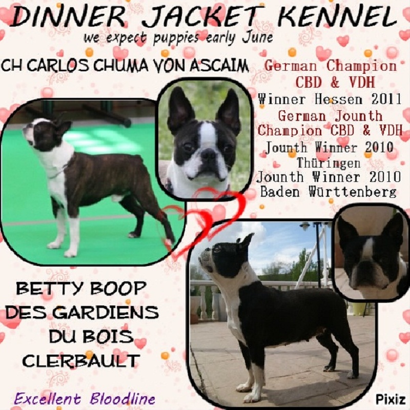 Dinner Jacket - Boston Terrier - Portée née le 03/06/2012